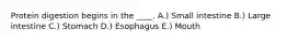 Protein digestion begins in the ____. A.) Small intestine B.) Large intestine C.) Stomach D.) Esophagus E.) Mouth