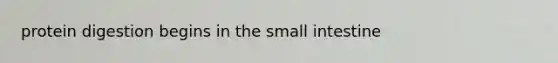 protein digestion begins in the small intestine