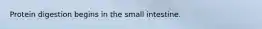 Protein digestion begins in the small intestine.