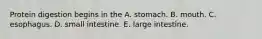 Protein digestion begins in the A. stomach. B. mouth. C. esophagus. D. small intestine. E. large intestine.