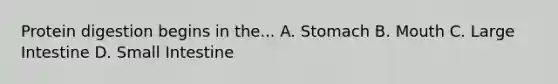 Protein digestion begins in the... A. Stomach B. Mouth C. Large Intestine D. Small Intestine