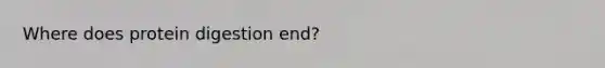 Where does protein digestion end?