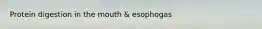Protein digestion in the mouth & esophogas