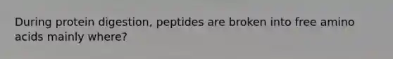 During protein digestion, peptides are broken into free amino acids mainly where?