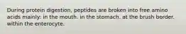 During protein digestion, peptides are broken into free amino acids mainly: in the mouth. in the stomach. at the brush border. within the enterocyte.