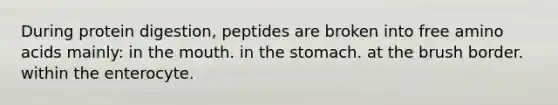 During protein digestion, peptides are broken into free amino acids mainly: in the mouth. in the stomach. at the brush border. within the enterocyte.