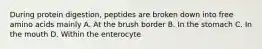 During protein digestion, peptides are broken down into free amino acids mainly A. At the brush border B. In the stomach C. In the mouth D. Within the enterocyte