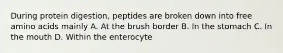 During protein digestion, peptides are broken down into free amino acids mainly A. At the brush border B. In the stomach C. In the mouth D. Within the enterocyte