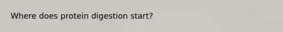 Where does protein digestion start?
