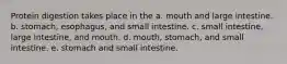 Protein digestion takes place in the a. mouth and large intestine. b. stomach, esophagus, and small intestine. c. small intestine, large intestine, and mouth. d. mouth, stomach, and small intestine. e. stomach and small intestine.