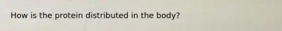 How is the protein distributed in the body?