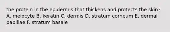 the protein in <a href='https://www.questionai.com/knowledge/kBFgQMpq6s-the-epidermis' class='anchor-knowledge'>the epidermis</a> that thickens and protects the skin? A. melocyte B. keratin C. dermis D. stratum corneum E. dermal papillae F. stratum basale