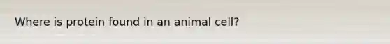 Where is protein found in an animal cell?