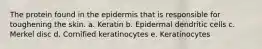 The protein found in the epidermis that is responsible for toughening the skin. a. Keratin b. Epidermal dendritic cells c. Merkel disc d. Cornified keratinocytes e. Keratinocytes