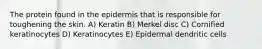 The protein found in the epidermis that is responsible for toughening the skin. A) Keratin B) Merkel disc C) Cornified keratinocytes D) Keratinocytes E) Epidermal dendritic cells