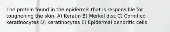 The protein found in the epidermis that is responsible for toughening the skin. A) Keratin B) Merkel disc C) Cornified keratinocytes D) Keratinocytes E) Epidermal dendritic cells