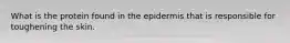 What is the protein found in the epidermis that is responsible for toughening the skin.