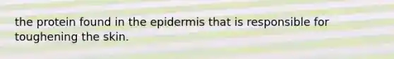 the protein found in the epidermis that is responsible for toughening the skin.