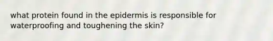 what protein found in the epidermis is responsible for waterproofing and toughening the skin?