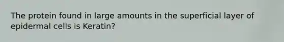 The protein found in large amounts in the superficial layer of epidermal cells is Keratin?