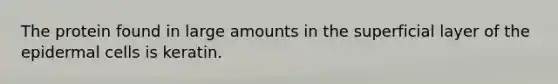 The protein found in large amounts in the superficial layer of the epidermal cells is keratin.