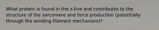 What protein is found in the z-line and contributes to the structure of the sarcomere and force production (potentially through the winding filament mechanism)?