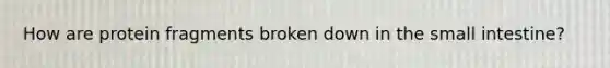 How are protein fragments broken down in the small intestine?