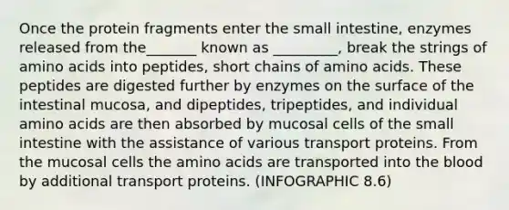 Once the protein fragments enter the small intestine, enzymes released from the_______ known as _________, break the strings of amino acids into peptides, short chains of amino acids. These peptides are digested further by enzymes on the surface of the intestinal mucosa, and dipeptides, tripeptides, and individual amino acids are then absorbed by mucosal cells of the small intestine with the assistance of various transport proteins. From the mucosal cells the amino acids are transported into the blood by additional transport proteins. (INFOGRAPHIC 8.6)