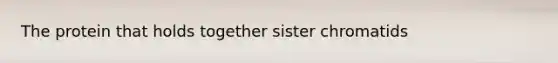 The protein that holds together sister chromatids