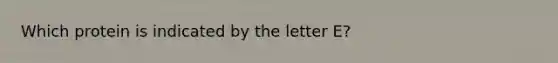 Which protein is indicated by the letter E?