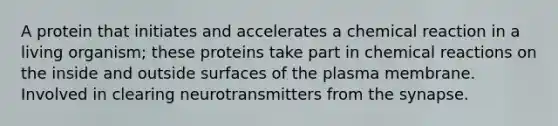 A protein that initiates and accelerates a chemical reaction in a living organism; these proteins take part in chemical reactions on the inside and outside surfaces of the plasma membrane. Involved in clearing neurotransmitters from the synapse.