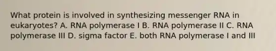 What protein is involved in synthesizing messenger RNA in eukaryotes? A. RNA polymerase I B. RNA polymerase II C. RNA polymerase III D. sigma factor E. both RNA polymerase I and III