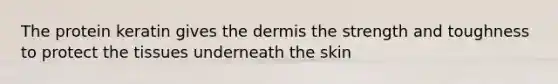 The protein keratin gives the dermis the strength and toughness to protect the tissues underneath the skin