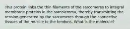 This protein links the thin filaments of the sarcomeres to integral membrane proteins in the sarcolemma, thereby transmitting the tension generated by the sarcomeres through the connective tissues of the muscle to the tendons. What is the molecule?