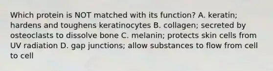 Which protein is NOT matched with its function? A. keratin; hardens and toughens keratinocytes B. collagen; secreted by osteoclasts to dissolve bone C. melanin; protects skin cells from UV radiation D. gap junctions; allow substances to flow from cell to cell