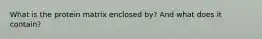 What is the protein matrix enclosed by? And what does it contain?