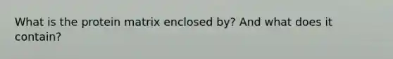 What is the protein matrix enclosed by? And what does it contain?