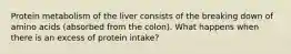 Protein metabolism of the liver consists of the breaking down of amino acids (absorbed from the colon). What happens when there is an excess of protein intake?