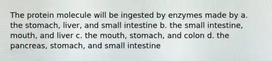 The protein molecule will be ingested by enzymes made by a. <a href='https://www.questionai.com/knowledge/kLccSGjkt8-the-stomach' class='anchor-knowledge'>the stomach</a>, liver, and small intestine b. the small intestine, mouth, and liver c. <a href='https://www.questionai.com/knowledge/krBoWYDU6j-the-mouth' class='anchor-knowledge'>the mouth</a>, stomach, and colon d. the pancreas, stomach, and small intestine