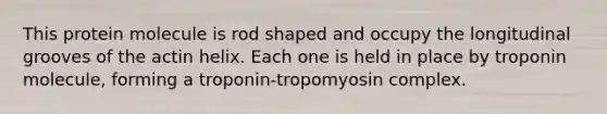 This protein molecule is rod shaped and occupy the longitudinal grooves of the actin helix. Each one is held in place by troponin molecule, forming a troponin-tropomyosin complex.