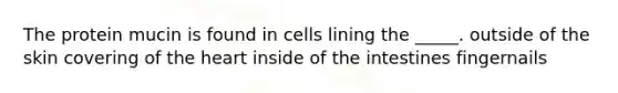 The protein mucin is found in cells lining the _____. outside of the skin covering of <a href='https://www.questionai.com/knowledge/kya8ocqc6o-the-heart' class='anchor-knowledge'>the heart</a> inside of the intestines fingernails