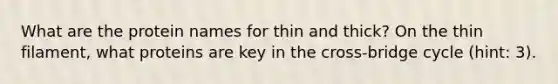 What are the protein names for thin and thick? On the thin filament, what proteins are key in the cross-bridge cycle (hint: 3).