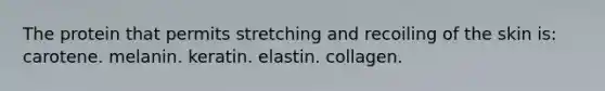 The protein that permits stretching and recoiling of the skin is: carotene. melanin. keratin. elastin. collagen.