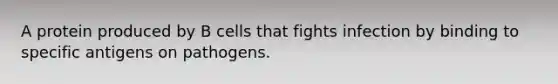 A protein produced by B cells that fights infection by binding to specific antigens on pathogens.