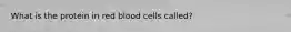 What is the protein in red blood cells called?