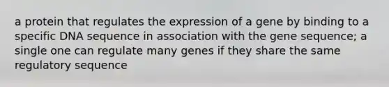 a protein that regulates the expression of a gene by binding to a specific DNA sequence in association with the gene sequence; a single one can regulate many genes if they share the same regulatory sequence