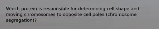 Which protein is responsible for determining cell shape and moving chromosomes to opposite cell poles (chromosome segregation)?