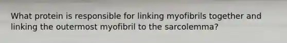 What protein is responsible for linking myofibrils together and linking the outermost myofibril to the sarcolemma?