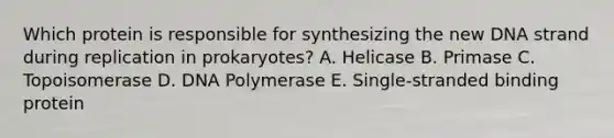 Which protein is responsible for synthesizing the new DNA strand during replication in prokaryotes? A. Helicase B. Primase C. Topoisomerase D. DNA Polymerase E. Single-stranded binding protein