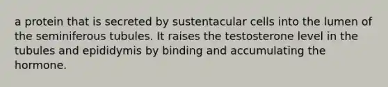 a protein that is secreted by sustentacular cells into the lumen of the seminiferous tubules. It raises the testosterone level in the tubules and epididymis by binding and accumulating the hormone.